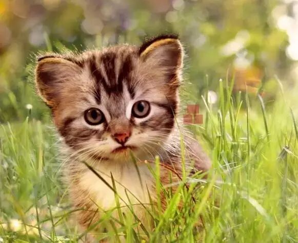 从猫说起——深度学习的过去、现在和未来