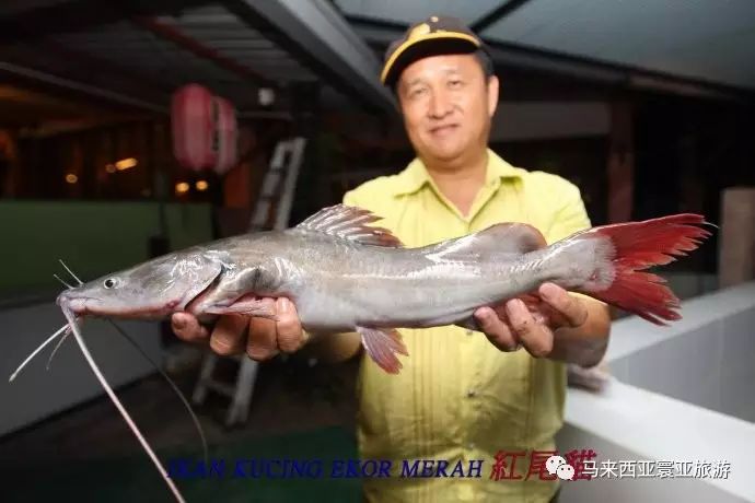 食用价值:肉质质感亦偏向白须公,但味鲜甜.