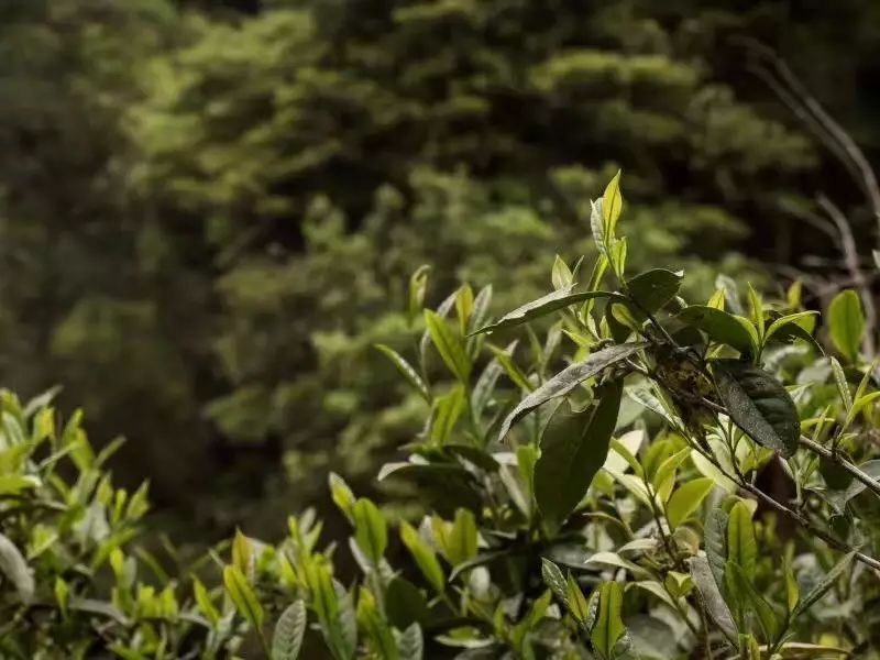 元泰正山小种别喝着外山的红茶却花着正山的钱