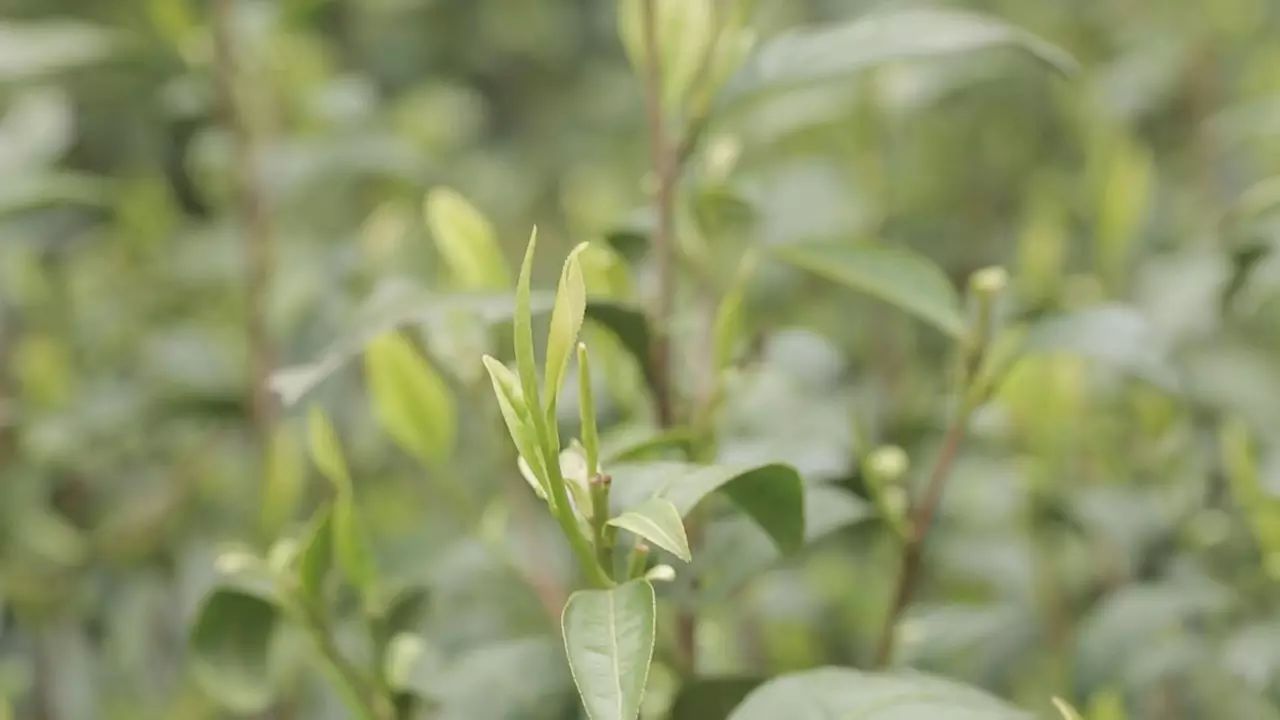 雪水云绿属 鸠坑种,鸠坑茶早在唐代即为 贡品,陆羽在《茶经》中有记载