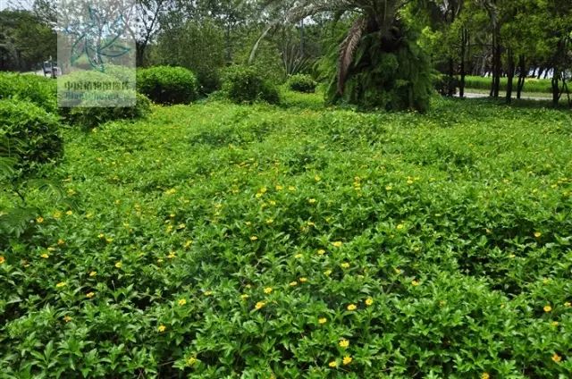 赏花品草科普美丽的入侵者南美蟛蜞菊