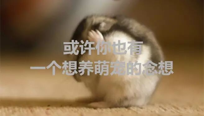 我与&rdquo;张智尧&ldquo;的十年