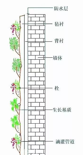 峨眉山植物介绍_植物大战僵尸2五阶植物图鉴介绍_植物介绍