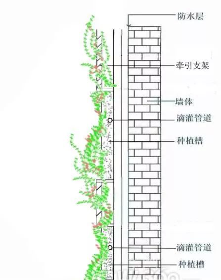 植物介绍_峨眉山植物介绍_植物大战僵尸2五阶植物图鉴介绍