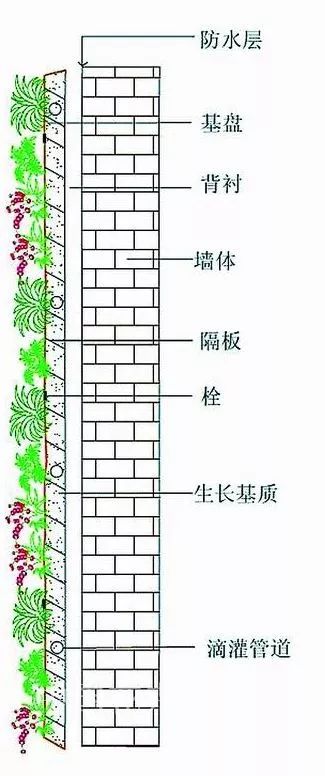 峨眉山植物介绍_植物介绍_植物大战僵尸2五阶植物图鉴介绍