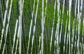 植物介绍_植物大战僵尸2五阶植物图鉴介绍_峨眉山植物介绍