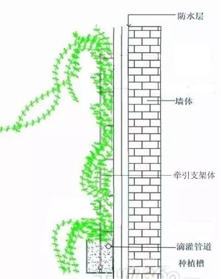 植物介绍_植物大战僵尸2五阶植物图鉴介绍_峨眉山植物介绍