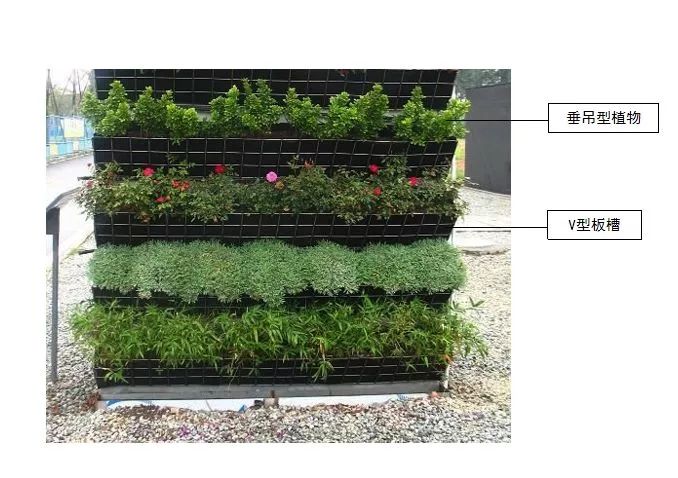 植物介绍_植物大战僵尸2五阶植物图鉴介绍_峨眉山植物介绍