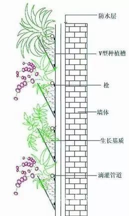 峨眉山植物介绍_植物介绍_植物大战僵尸2五阶植物图鉴介绍