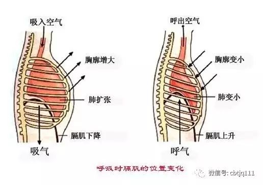 膈肌横膈膜解剖