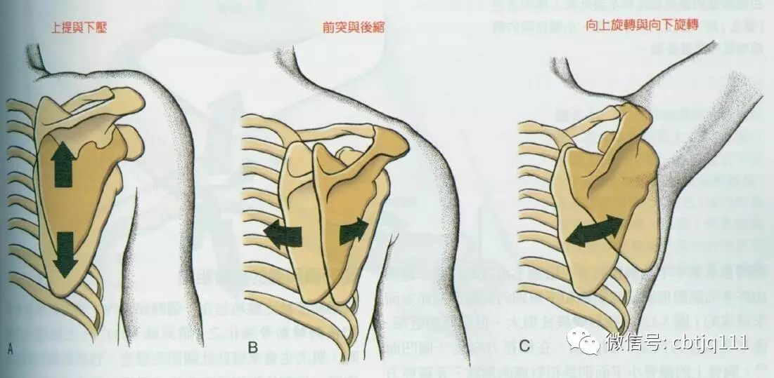 后缩:肩胛骨的内侧缘在胸廓上靠近中线向后向内滑动,仿佛将两侧的