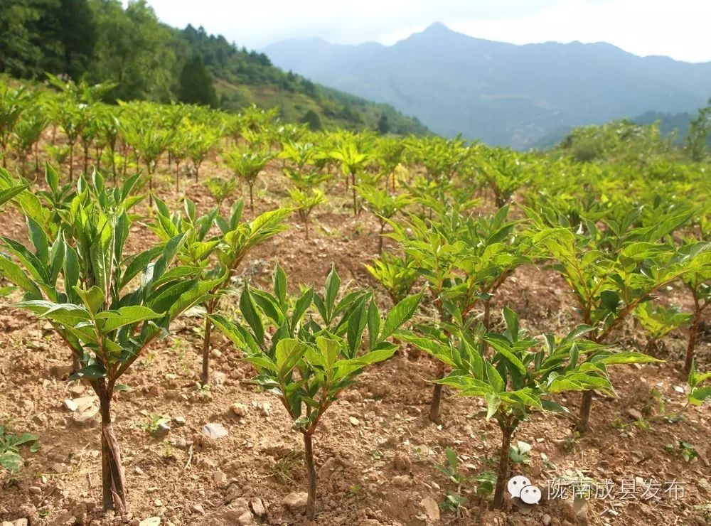 致富经种植_致富种植养殖_致富种植业