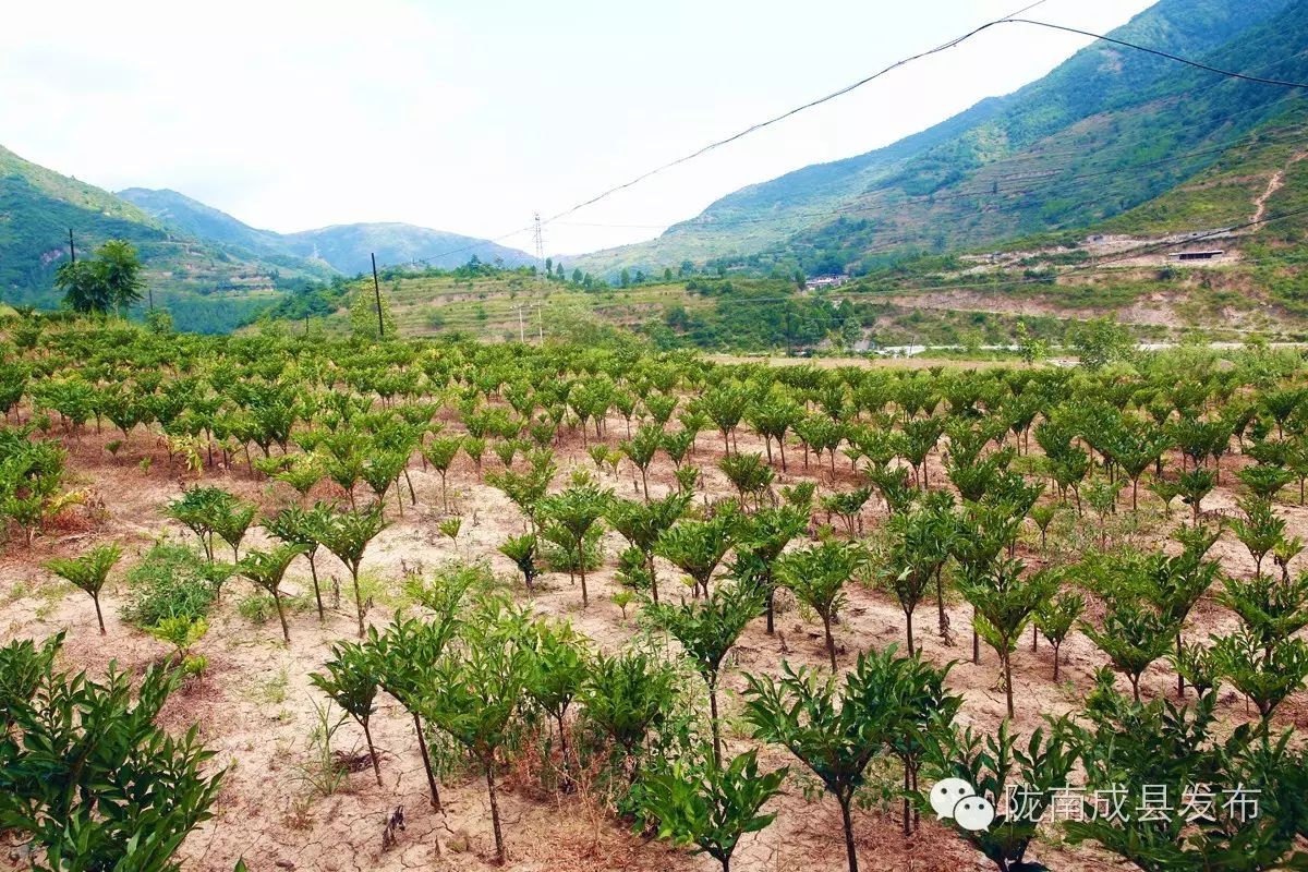 致富种植业_致富经种植_致富种植养殖