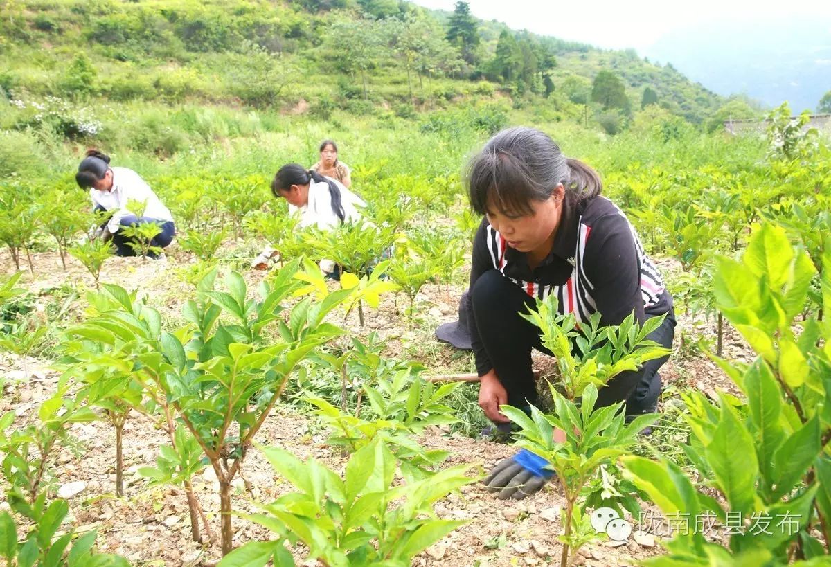 致富经 | 成县振鑫魔芋种植合作社助推农民脱贫致富