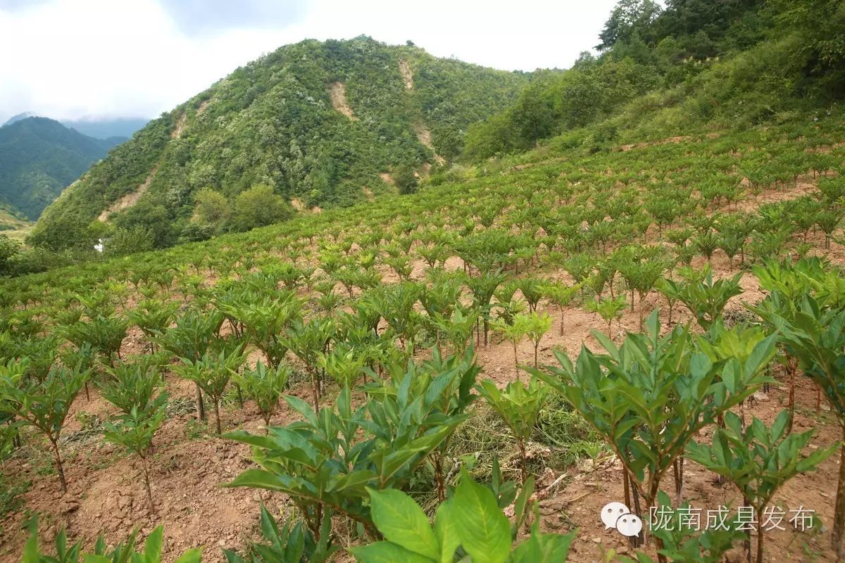 致富种植业_致富经种植_致富种植养殖