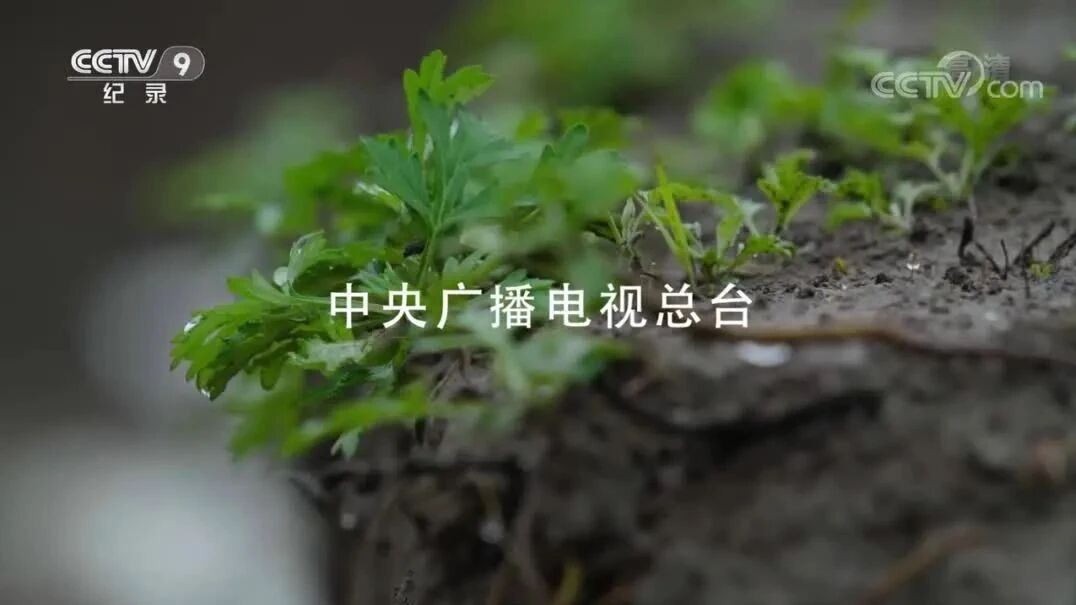 来源：CCTV节目官网⭐《发掘记》第一集 奔向田野-1