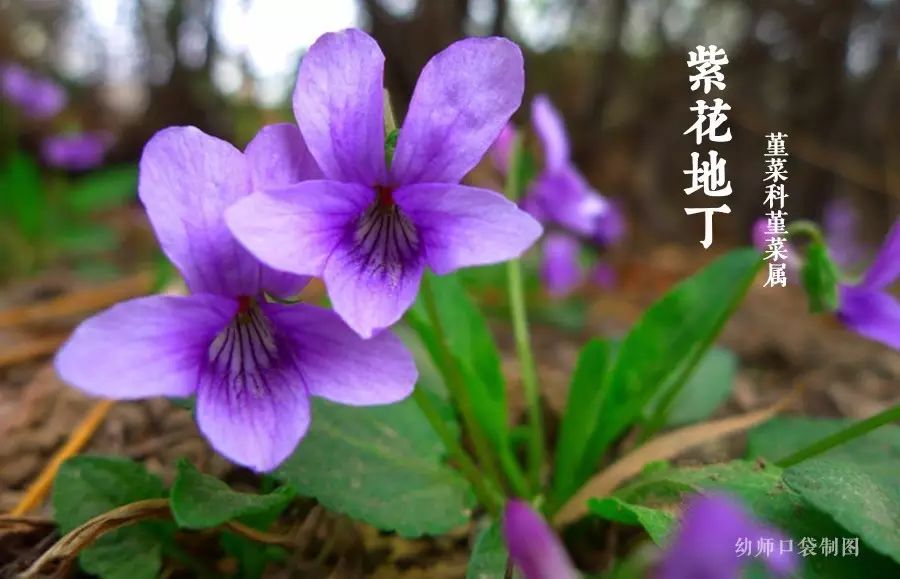 没错,就是我们吃的那个荠菜!