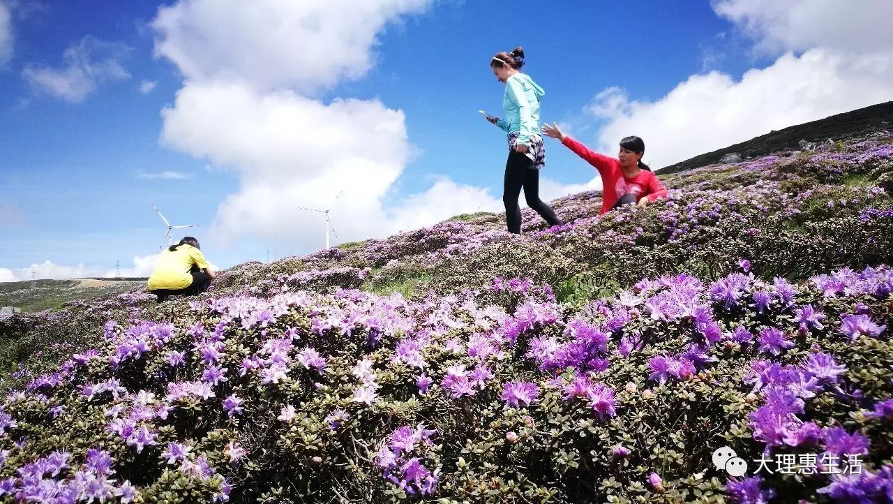 大理马耳山:一片蓝紫色的杜鹃花海洋,绝世美景美到窒息,引来无数帅哥