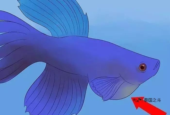 泰国斗鱼死了怎么处理_泰国斗鱼死了会浮起来吗_泰国斗鱼死了可以救过来吗