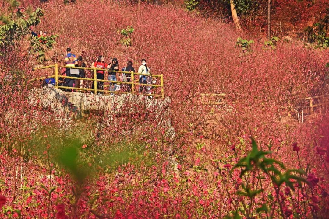 缤纷花海网红景点特色节目在江门玩到爽