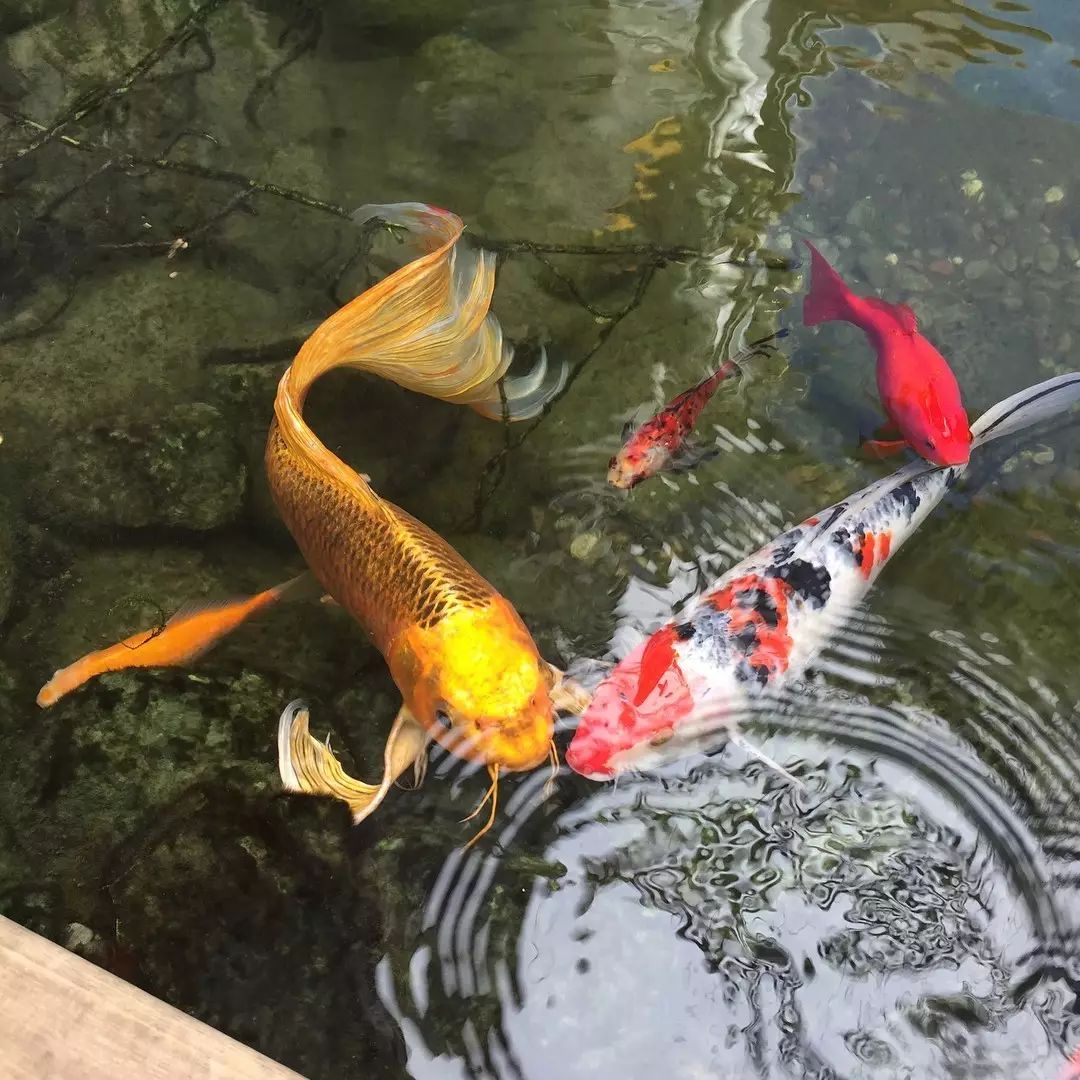 " 锦鲤(详情介绍) 1 锦鲤品种搭配 2 锦鲤饲养密度 锦鲤被称为"游动