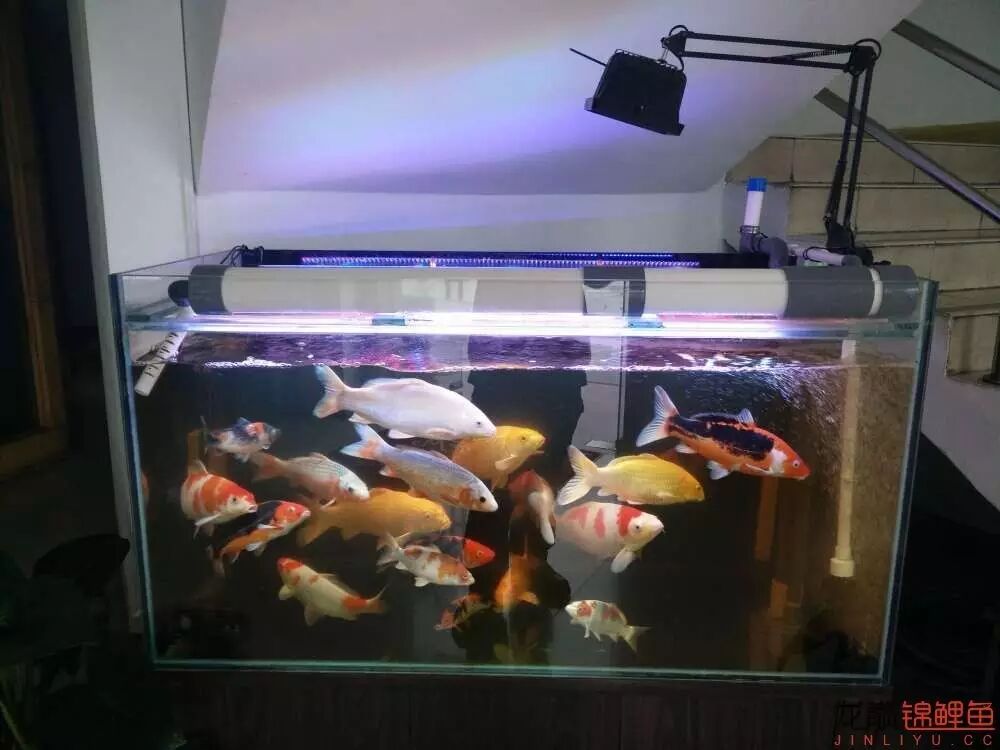 锦鲤鱼缸灯具测评,基本全了!