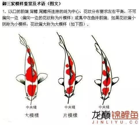 安知锦鲤是雌雄