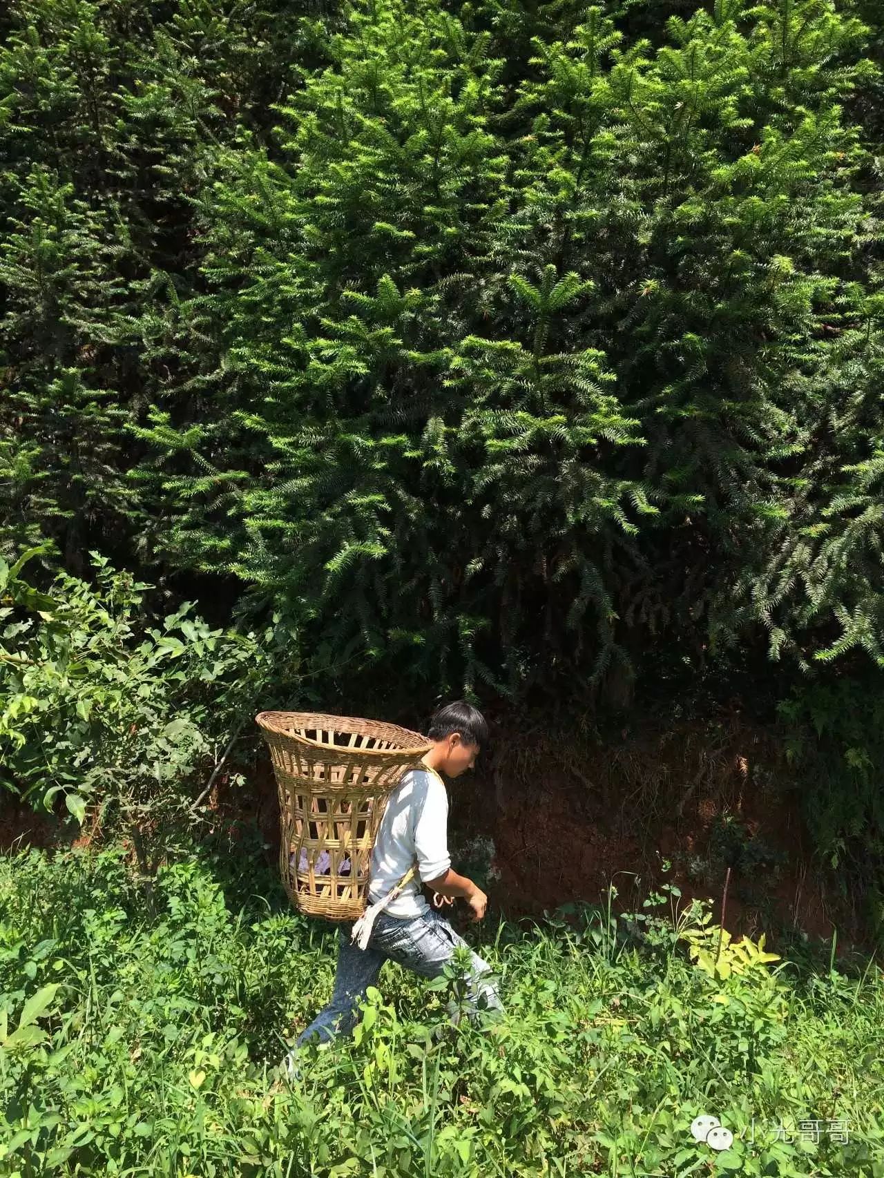最后的割草人