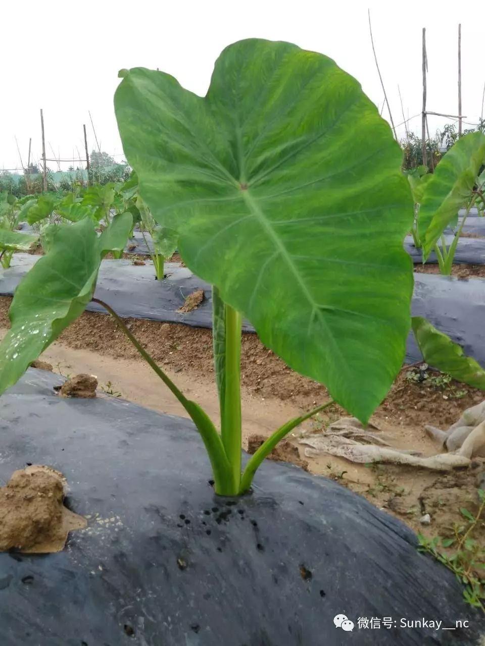 芋头又称芋芋艿