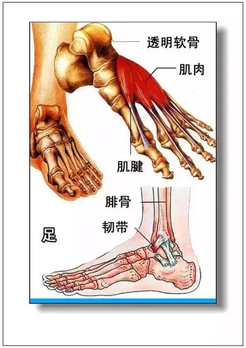 1.人体内脏分布概观简图 2.腹部脏器分布图(前面观) 3.腹网膜 4.