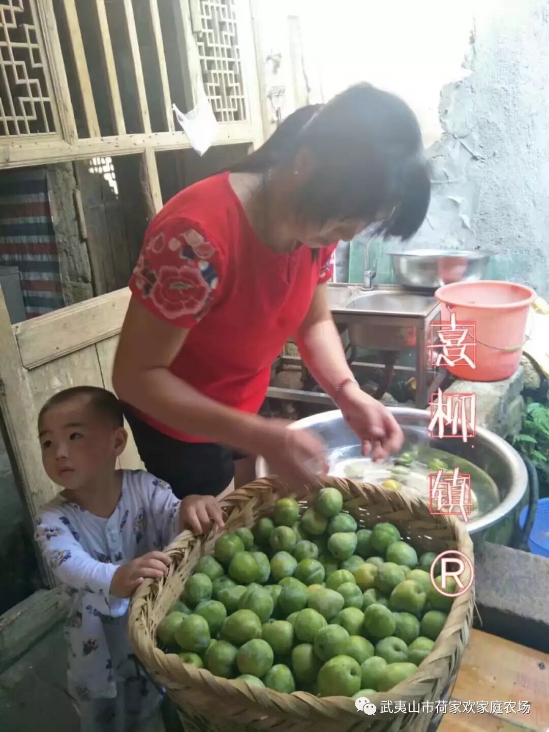 熹柳镇奈李干制作.让你清清楚楚明明白白吃的是啥