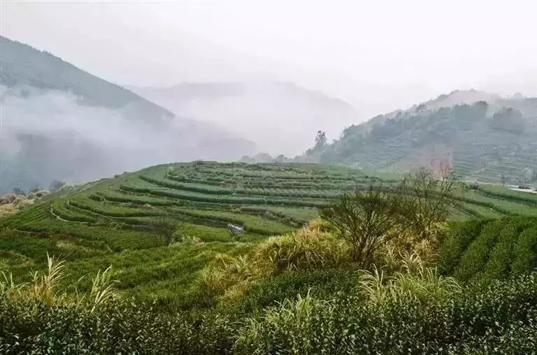 雁荡飞瀑 乌牛早是我国古代的名茶,曾经失传数百年,乌牛早茶永嘉