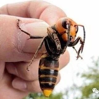 【欧浪网】北部尤其注意  蜇死人虎头蜂来袭