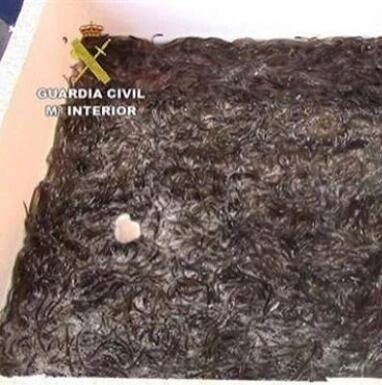 【欧浪网】113公斤鳗鱼苗被查 香港作为中转战连累中国市场