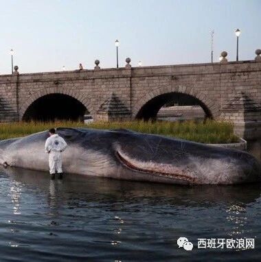 【欧浪网】一条15米长“巨鲸”搁浅在马德里市内河
