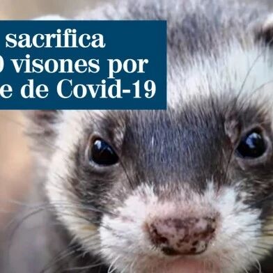 【欧浪网】可怜！感染新冠病毒 西班牙9万头水貂被人道毁灭