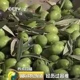 【欧浪】欧美“西班牙橄榄案”世贸组织裁决欧盟胜诉