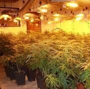 【欧浪网】西班牙全境掀起缉毒行动 哈恩一华人毒贩落网