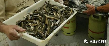 【欧浪网】西水域鳗鱼快灭绝 华人走私鱼苗成严查对象