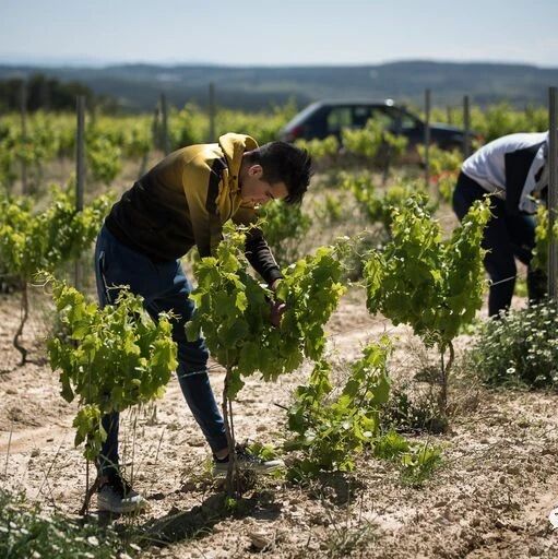 【欧浪网】是大赦啦？西班牙给18-21岁移民发放工作许可权