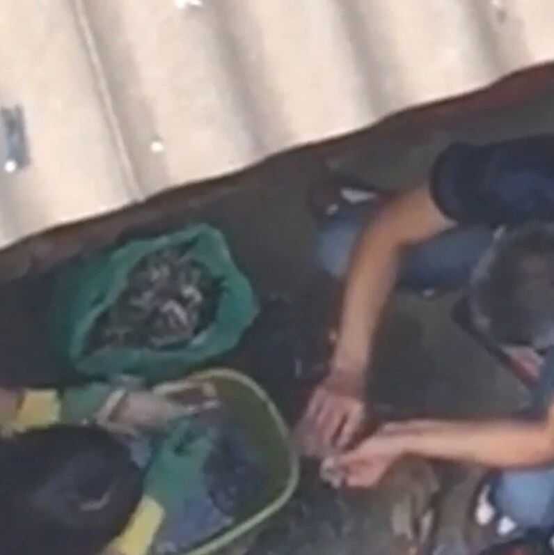 【欧浪网】华人杀鸽子被录像举报 卫生部门登门检查勒令整顿