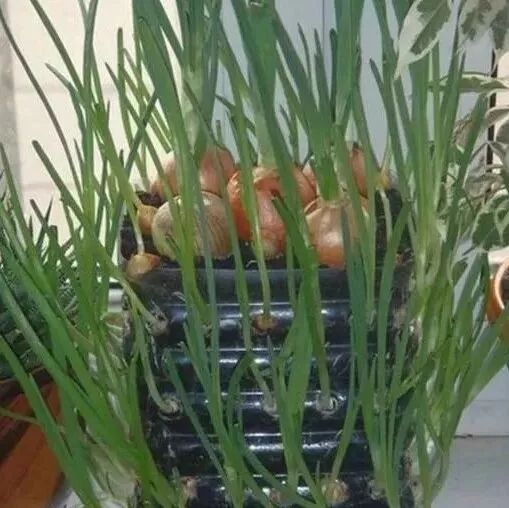 【欧浪实用】谁还买菜啊，空油桶剪2刀，蔬菜多到吃不完！