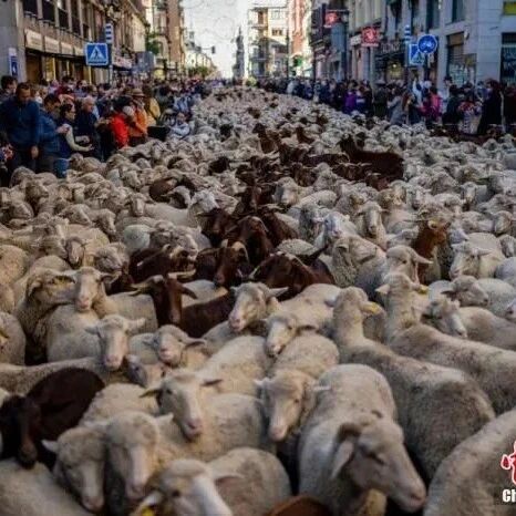 【欧浪】迁徙放牧节重返西班牙马德里 数千只绵羊挤爆市区