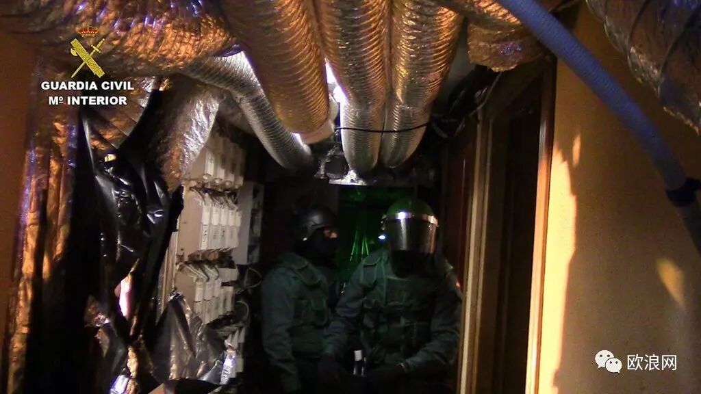 【欧浪网】托莱多12人落网4300株大麻被查 团伙头目是华人