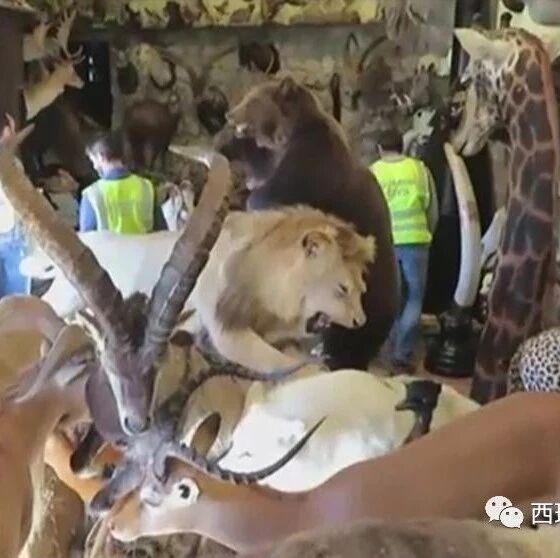 【欧浪网】网上非法交易多猖狂？ 珍稀动物随便买卖