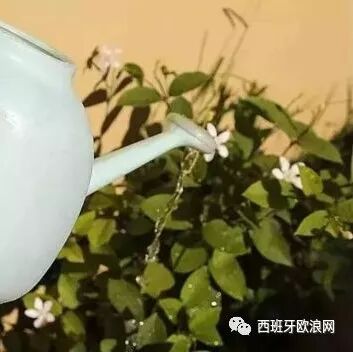 【欧浪实用】过期的药片丢花盆里，花都长疯了，植物再也不发黄！