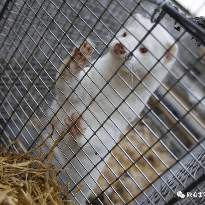 【欧浪网】欧洲又一国水貂养殖场爆发新冠疫情 拟宰杀100万只