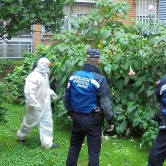 【欧浪网】马德里居民区惊险剧毒植物 阴谋还是失误目前尚无定论