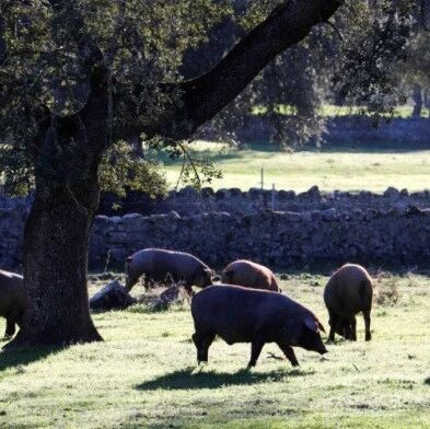 【欧浪】西班牙成“唏嘘的猪肉佬”：感概中国带来的“黄金机会”已过去