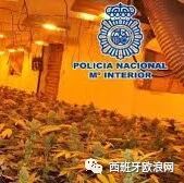 【欧浪网】毒品成为新投资项目？ 警方密切关注华人犯罪团伙行动